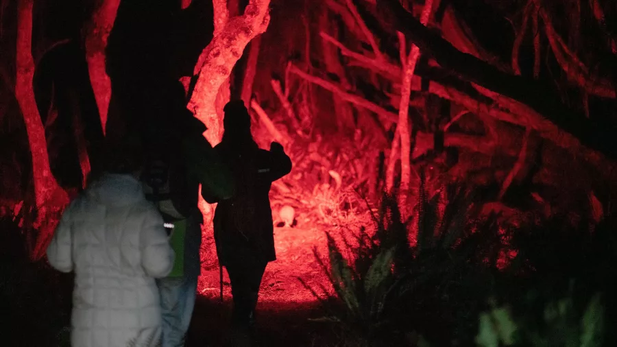 Tour group walking through a red-lit forest at night on Rakiura Stewart Island, observing nocturnal wildlife