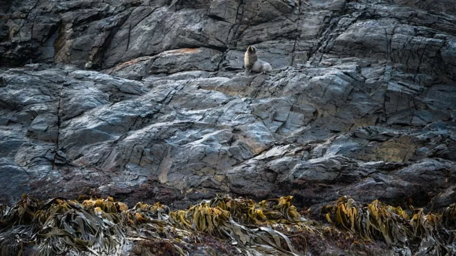 Seal resting on rugged rocks above seaweed-covered shoreline on Rakiura / Stewart Island