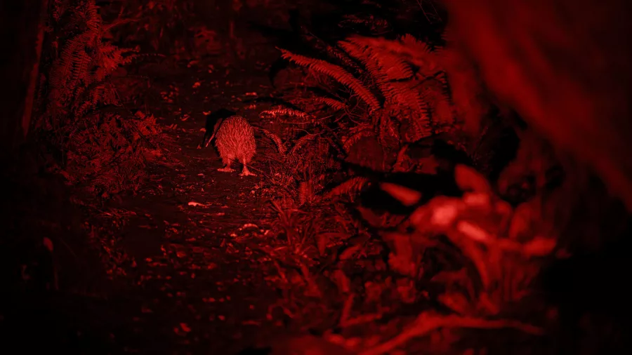 A wild kiwi walking along a forest path at night under red torchlight on Rakiura Stewart Island
