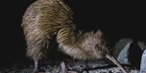 Stewart island wildlife nocturnal encounter
