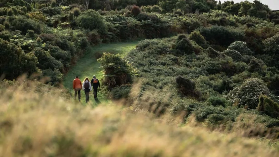 Walkers exploring dense native bush on the Stewart Island Wilderness Walk at Oneke
