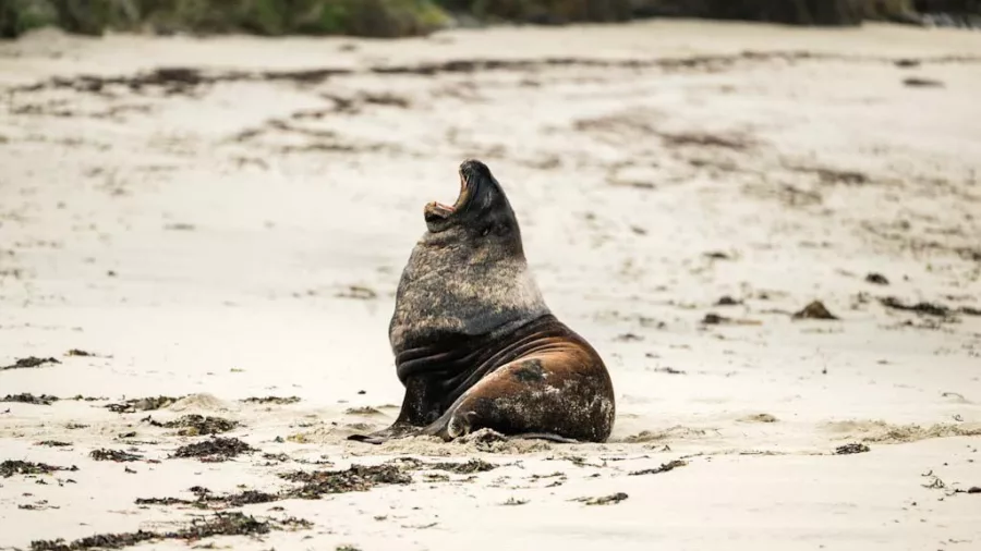 Native New Zealand sea lion spotted resting on a beach on Stewart Island