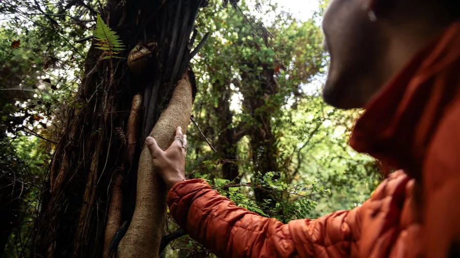 Walker touching a native tree during a forest walk at Oneke, Stewart Island