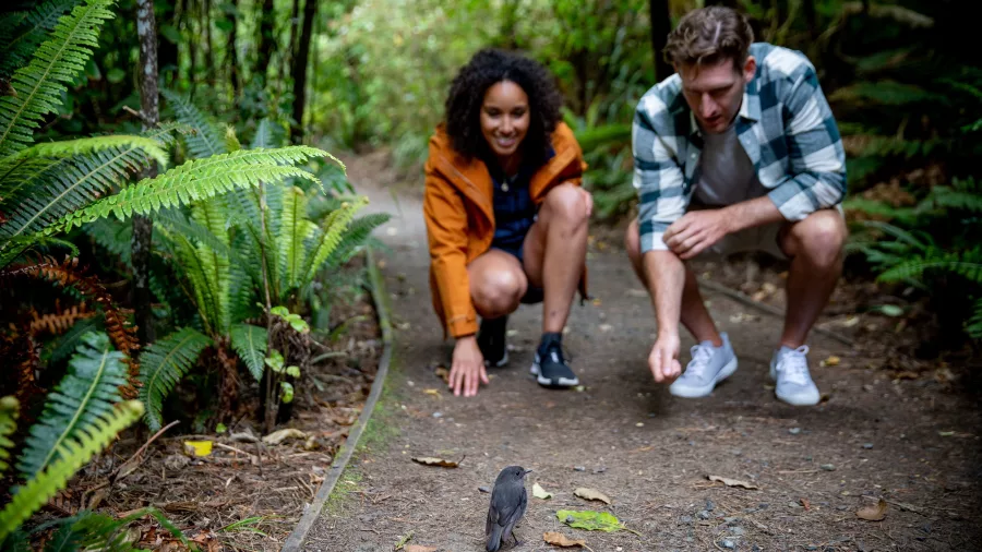 Couple crouching on a forest trail as a small Stewart Island Robin approaches on Stewart Island, New Zealand