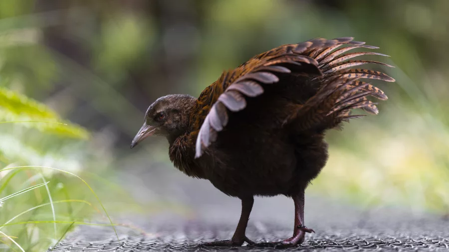 A weka with wings slightly raised walking on a forest trail on Stewart Island, New Zealand