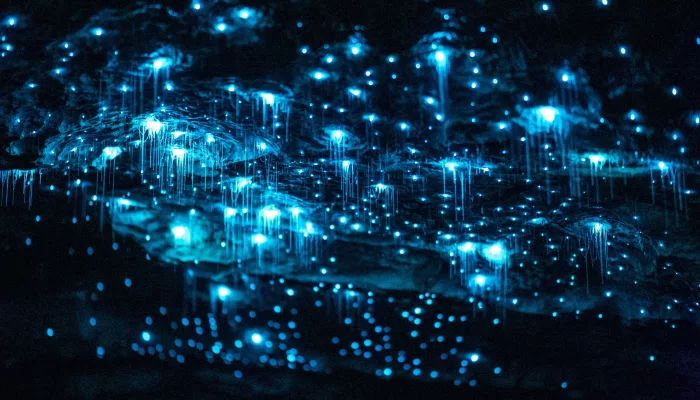 Clusters of blue glowworms with hanging silk threads on the ceiling of the Te Anau Glowworm Caves in Fiordland, New Zealand