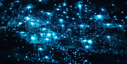 Clusters of blue glowworms with hanging silk threads on the ceiling of the Te Anau Glowworm Caves in Fiordland, New Zealand