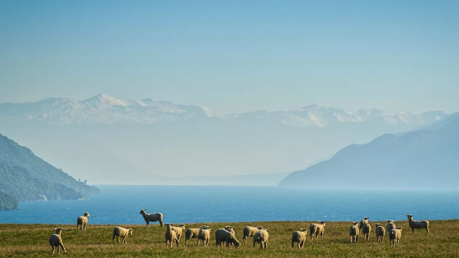 Flock of sheep grazing on a hilltop with Lake Whakatipu and mountain ranges in the background