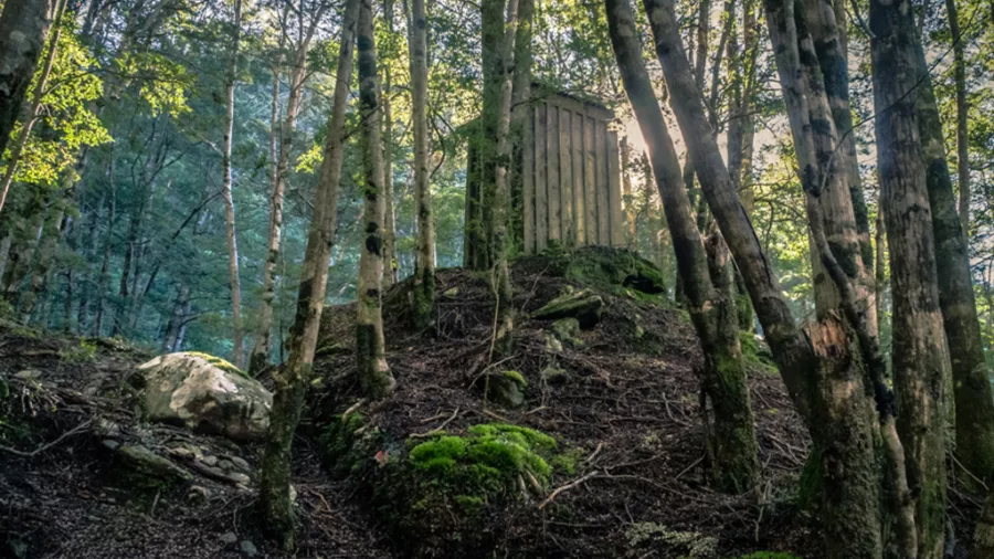 Old wooden dunny shed tucked into the forest near Queenstown with morning light shining through trees