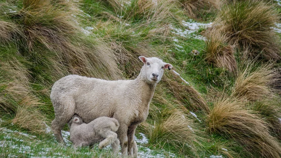 Ewe suckling lamb on tussock-covered hillside in Southern Lakes region
