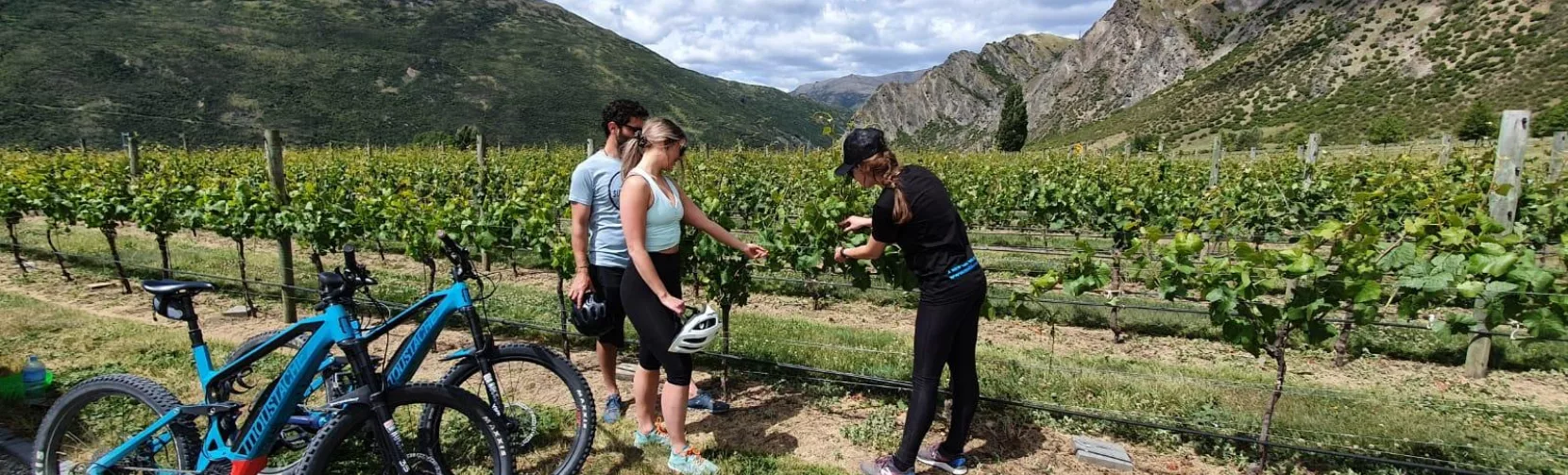 Cyclists listening to a vineyard guide explain grape vines in Gibbston