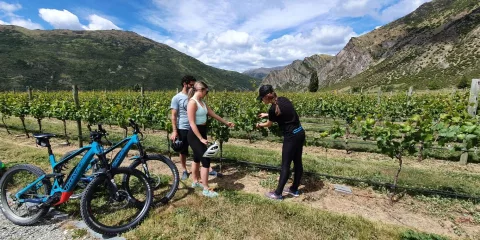 Cyclists listening to a vineyard guide explain grape vines in Gibbston