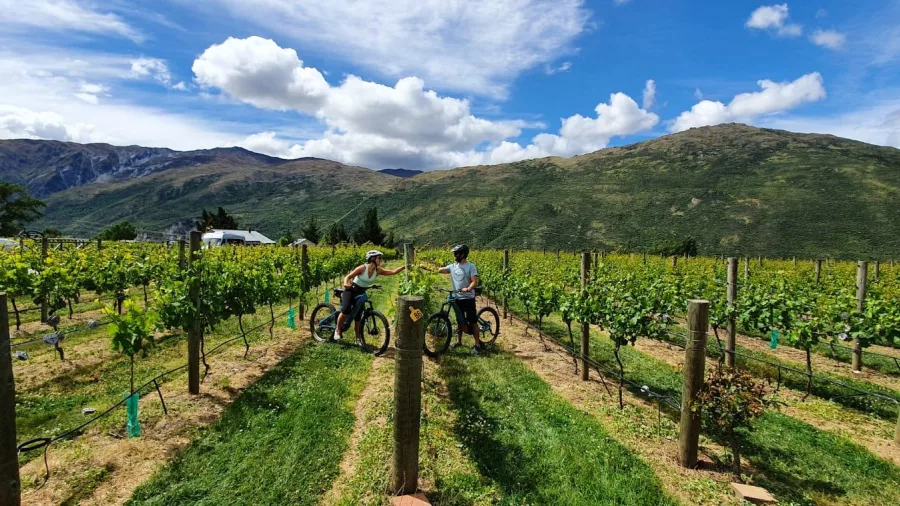 Couple riding e-bikes through rows of green vines in Gibbston Valley