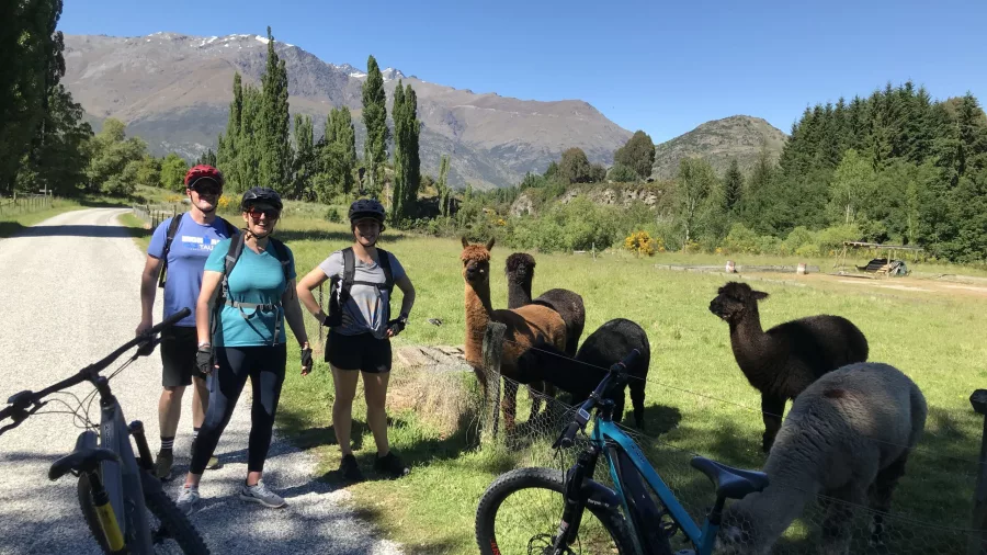 Cyclists meeting friendly alpacas on Ride to the Vines e-bike tour in Gibbston Valley