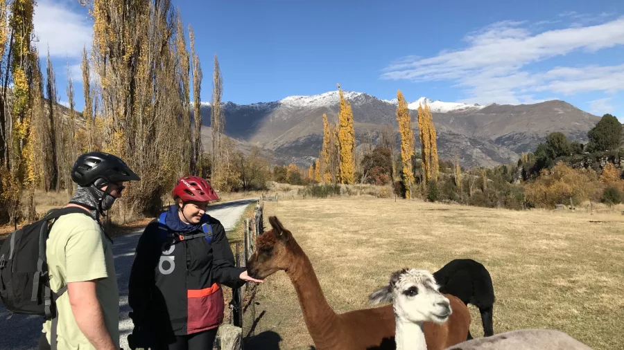 E-bike riders feeding alpacas in Gibbston with autumn colours and snowy peaks