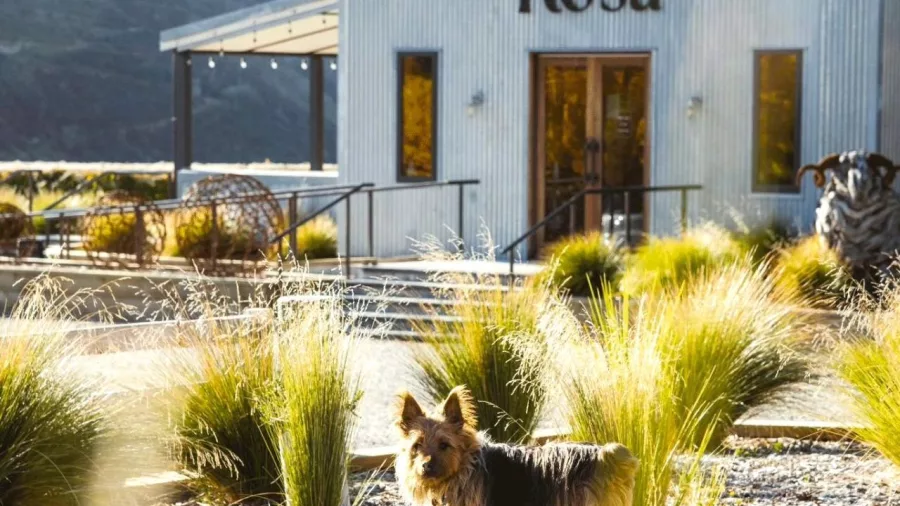 Dog standing in front of Mt Rosa Wines cellar door in Gibbston Valley