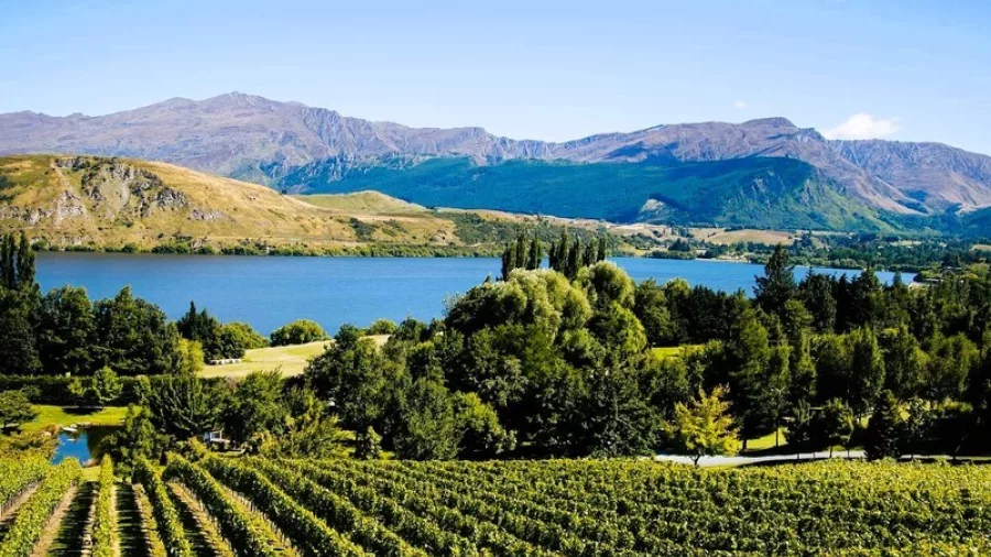 Vineyard and lake view from Nockies Palette at Stoneridge Estate near Queenstown