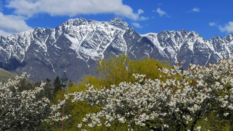 Spring blossoms in Queenstown with snow-covered peaks of the Remarkables in the background, South Island New Zealand