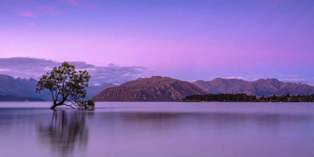 Lone tree in Lake Wānaka at sunset with mountains in the background in Wānaka, New Zealand