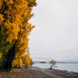 Golden autumn leaves lining Lake Wānaka with the famous Wānaka Tree standing in the water under overcast skies