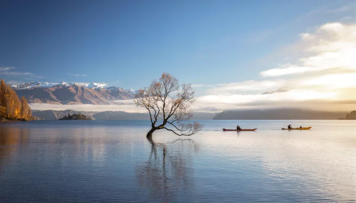 Kayakers passing by That Wānaka Tree on Lake Wānaka in Otago