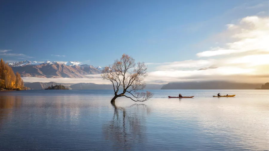 Kayakers passing by That Wānaka Tree on Lake Wānaka in Otago