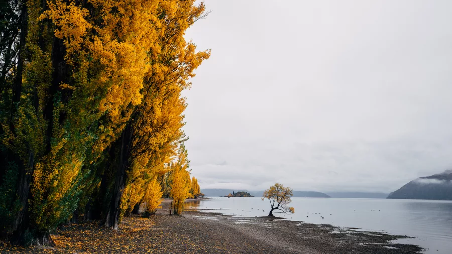 Golden autumn leaves lining Lake Wānaka with the famous Wānaka Tree standing in the water under overcast skies