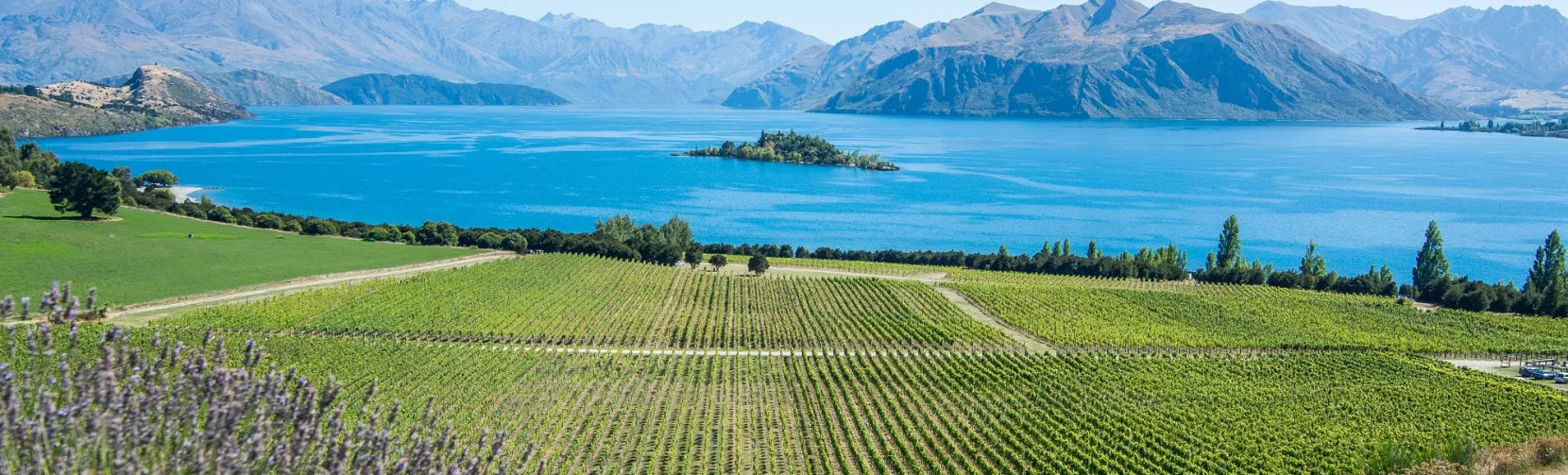 Rippon Vineyard with Lake Wanaka and Ruby Island in the background on a sunny day in Central Otago.