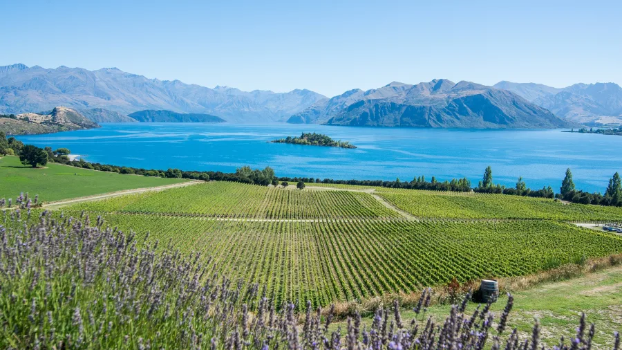 Rippon Vineyard with Lake Wanaka and Ruby Island in the background on a sunny day in Central Otago.
