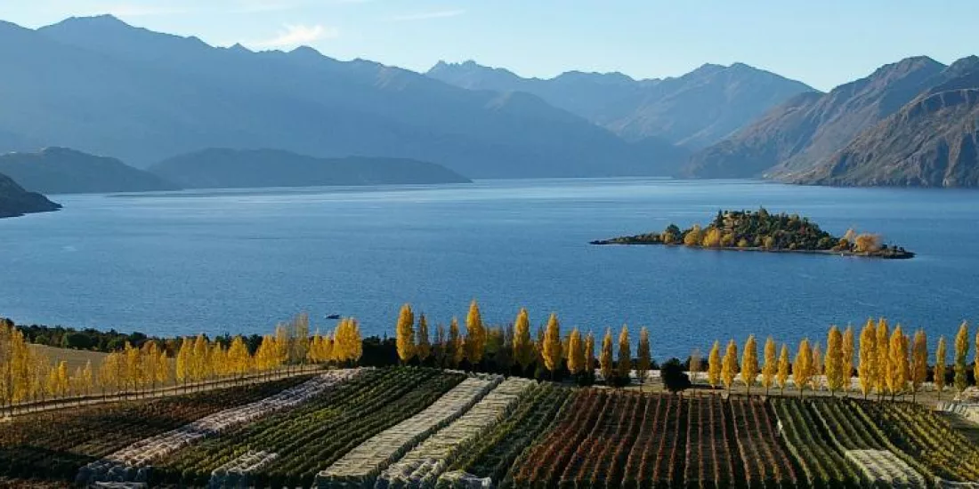 Vineyard rows at Rippon Wines overlooking Lake Wanaka and Ruby Island, framed by autumn colours and mountain ranges.