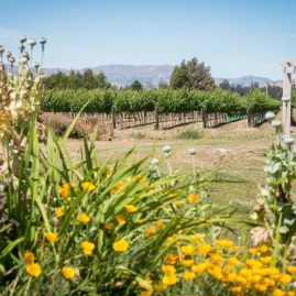 Flowering garden in the foreground with vineyard rows and mountains beyond at a boutique Wanaka winery.