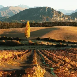 Golden sunset over a vineyard in Central Otago with gentle rolling hills and vibrant autumn tones.