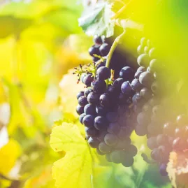Pinot Noir grapes glowing in warm sunlight, surrounded by golden autumn leaves.