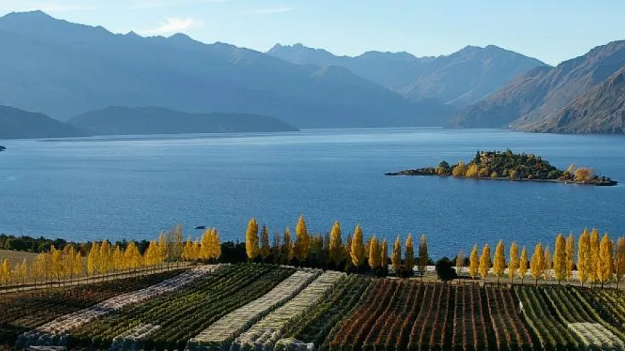 Vineyard rows at Rippon Wines overlooking Lake Wanaka and Ruby Island, framed by autumn colours and mountain ranges.