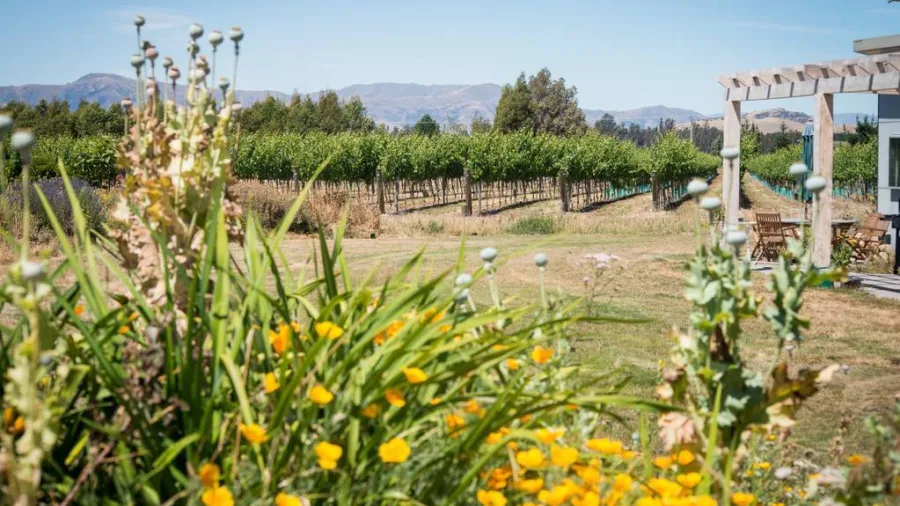 Flowering garden in the foreground with vineyard rows and mountains beyond at a boutique Wanaka winery.