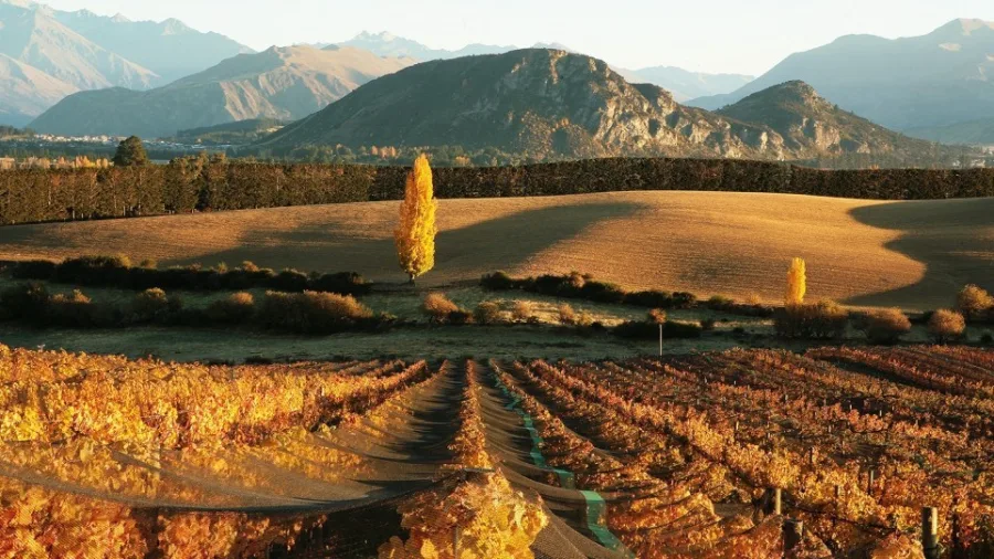 Golden sunset over a vineyard in Central Otago with gentle rolling hills and vibrant autumn tones.
