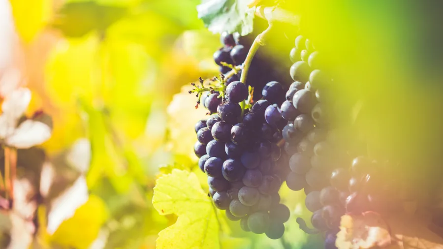 Pinot Noir grapes glowing in warm sunlight, surrounded by golden autumn leaves.