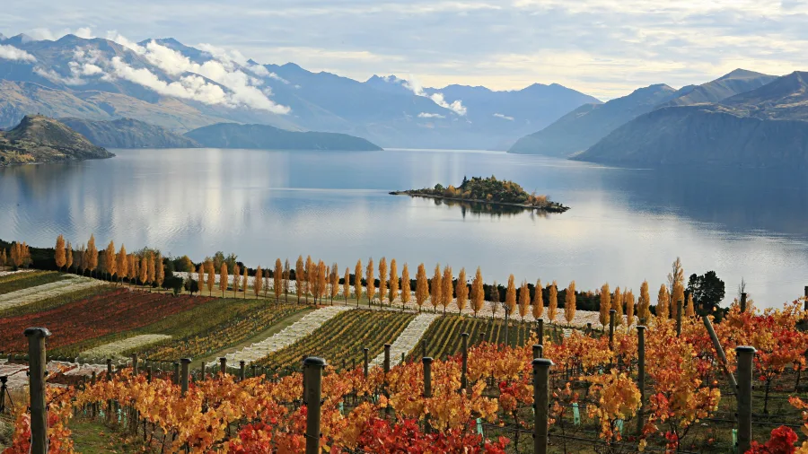 Vibrant autumn colours in the vineyard at Rippon overlooking Lake Wanaka.