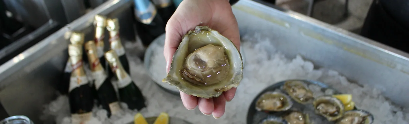 Fresh Bluff oyster served on ice in Southland New Zealand