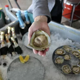 Fresh Bluff oyster served on ice in Southland New Zealand
