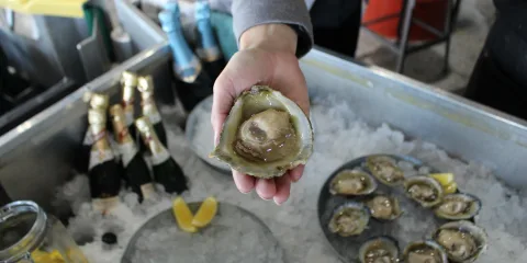 Fresh Bluff oyster served on ice in Southland New Zealand