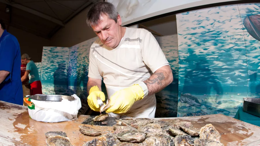 Man shucking fresh Bluff oysters at the Bluff Oyster & Food Festival in Southland, New Zealand
