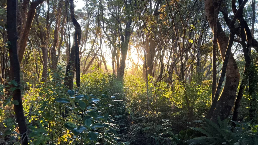 Early morning sun shining through native bush at Omaui Scenic Reserve