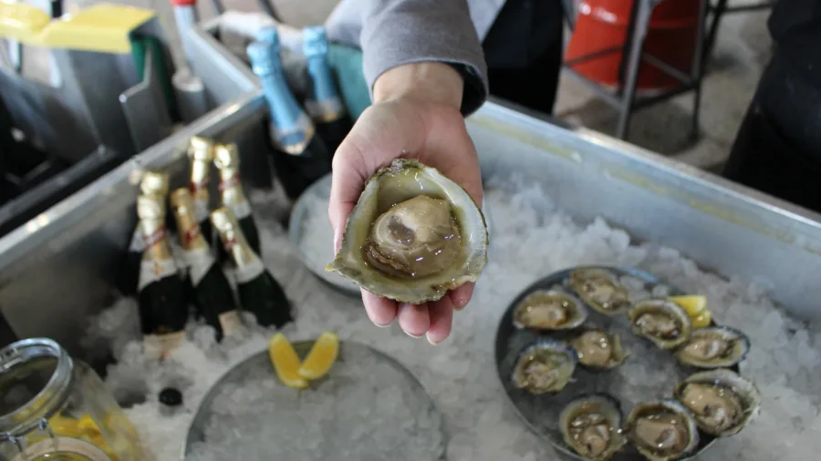 Fresh Bluff oyster served on ice in Southland New Zealand