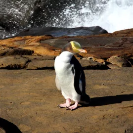 Yellow-eyed penguin standing on coastal rocks at Curio Bay Southland New Zealand