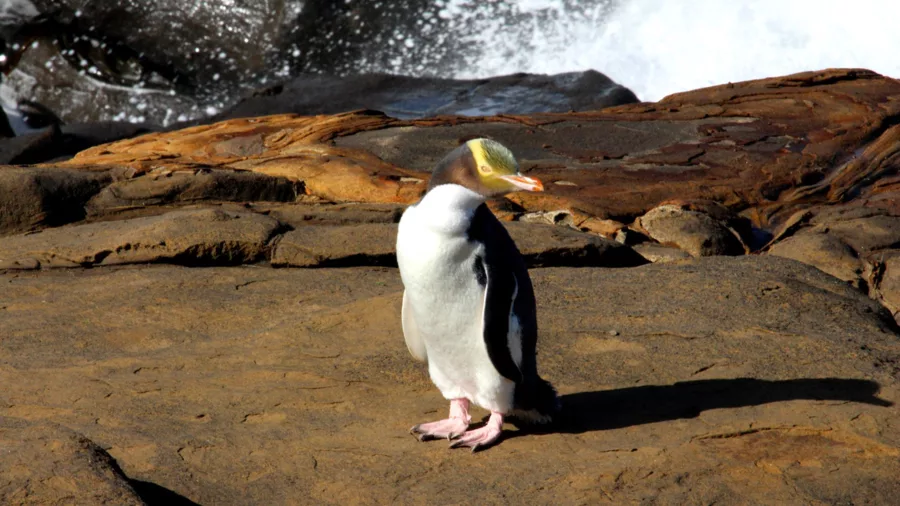 Yellow-eyed penguin standing on coastal rocks at Curio Bay Southland New Zealand