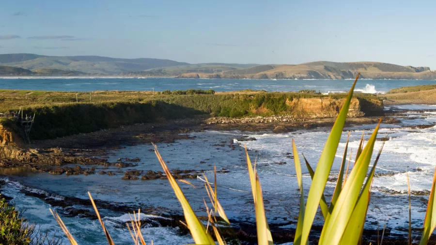 Panoramic coastal view of Curio Bay in the Catlins region of Southland, New Zealand, with rugged cliffs, native vegetation and waves crashing on the shore