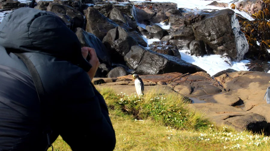 Photographer capturing yellow-eyed penguins (hoiho) on the rocky coastline at Curio Bay in the Catlins, Southland, New Zealand
