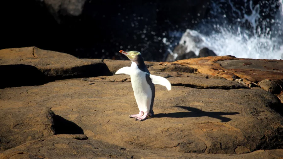 Yellow-eyed penguin on the rocks at Curio Bay, The Catlins, Southland, New Zealand