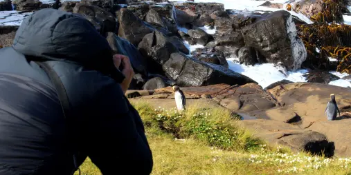 Photographer capturing yellow-eyed penguins (hoiho) on the rocky coastline at Curio Bay in the Catlins, Southland, New Zealand